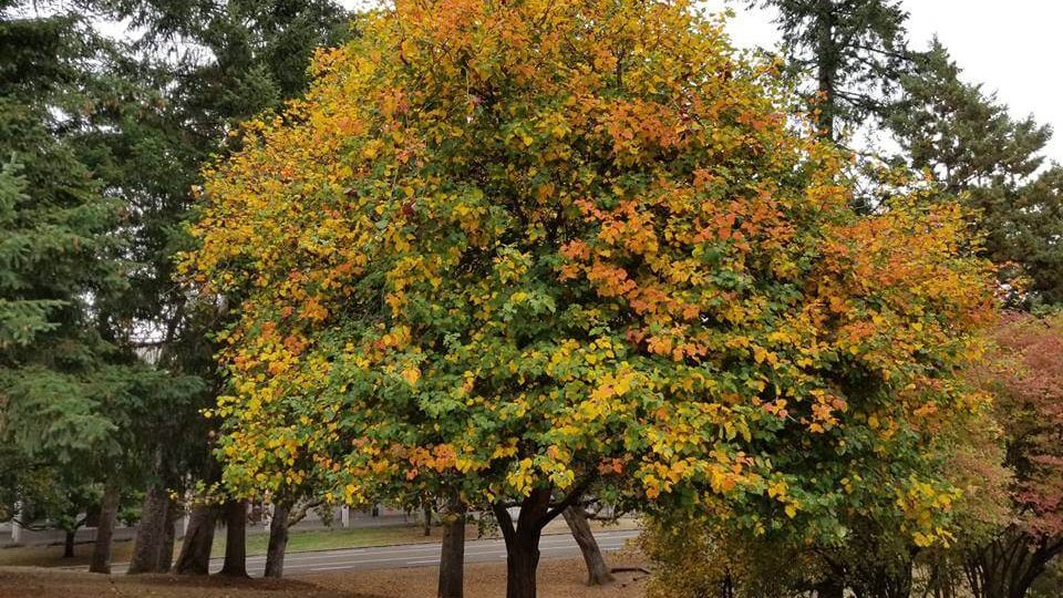 Chinese Hawthorne Tree