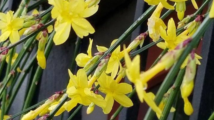 Winter Jasmine growing on window grille of Bush House Museum The small yellow flowers of Winter Jasmine add color to the late-season garden. Here it grows a metal window grille of the Bush House Museum