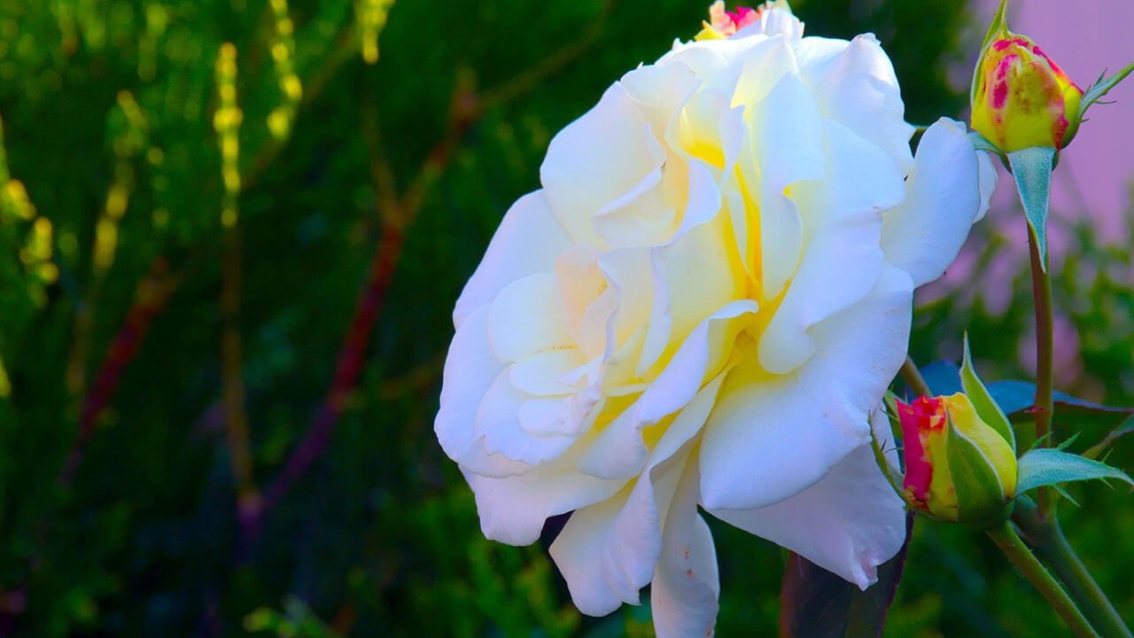 Hybrid tea floribunda