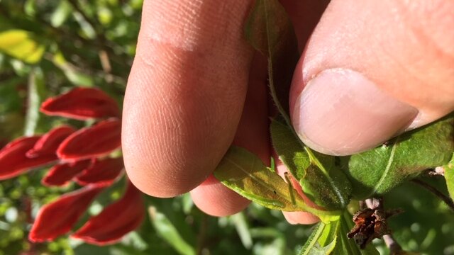 IMG_0181 Brian Smith separates the leaves of a deciduous azalea to show the small green larvae of an aaa;ea sawfly