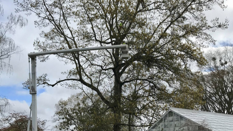 Team of arborists from Elwoods Tree Service working on oak at Bush’s Pasture Park Several climbing arborists work in a tree above the Bush House Conservatory