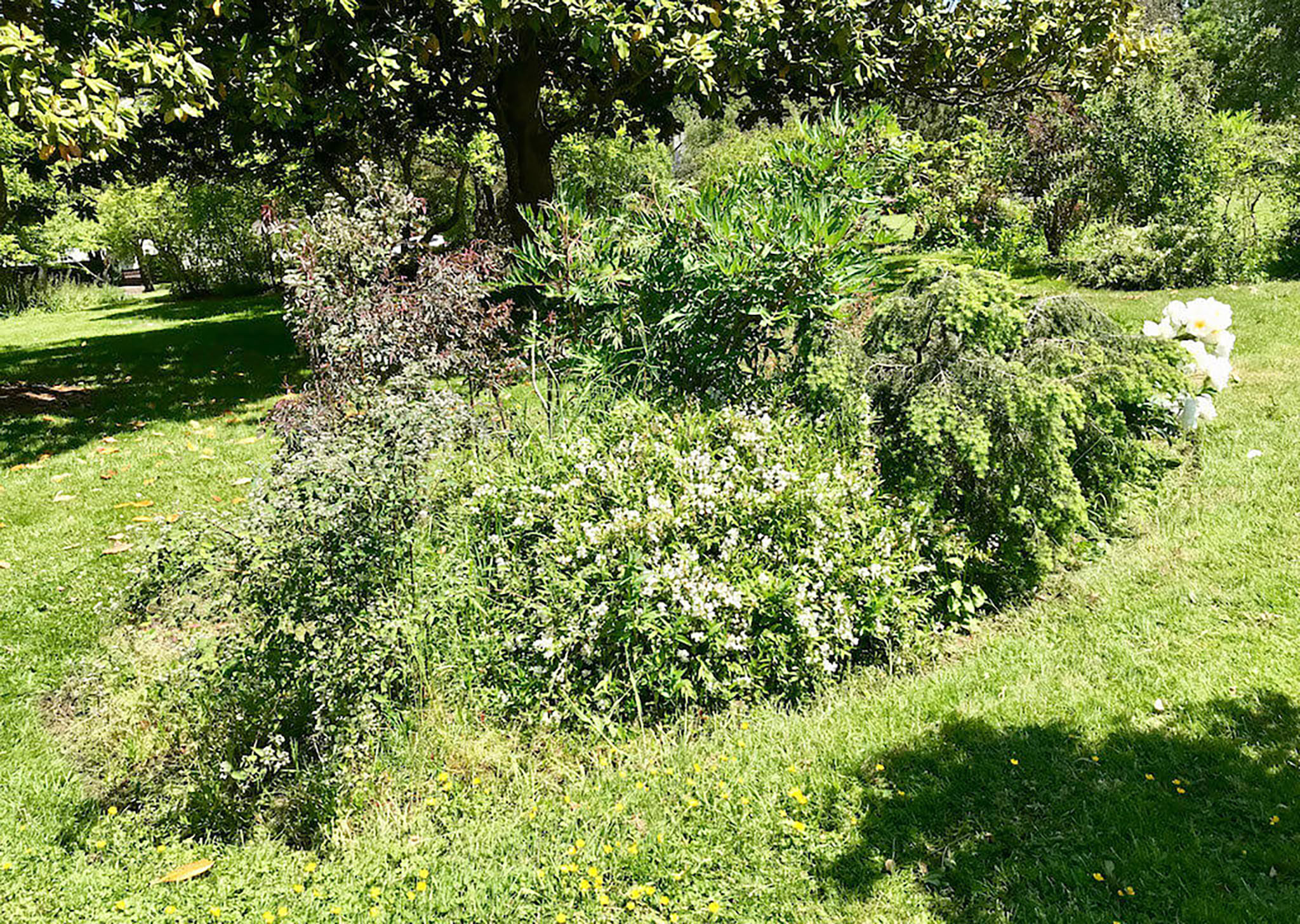 A rose garden