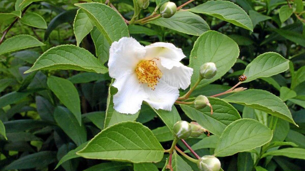 Stewartia