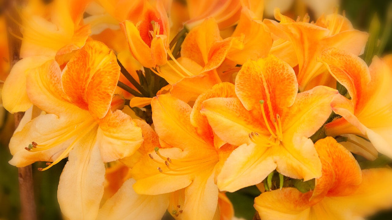 Exbury azalea collection