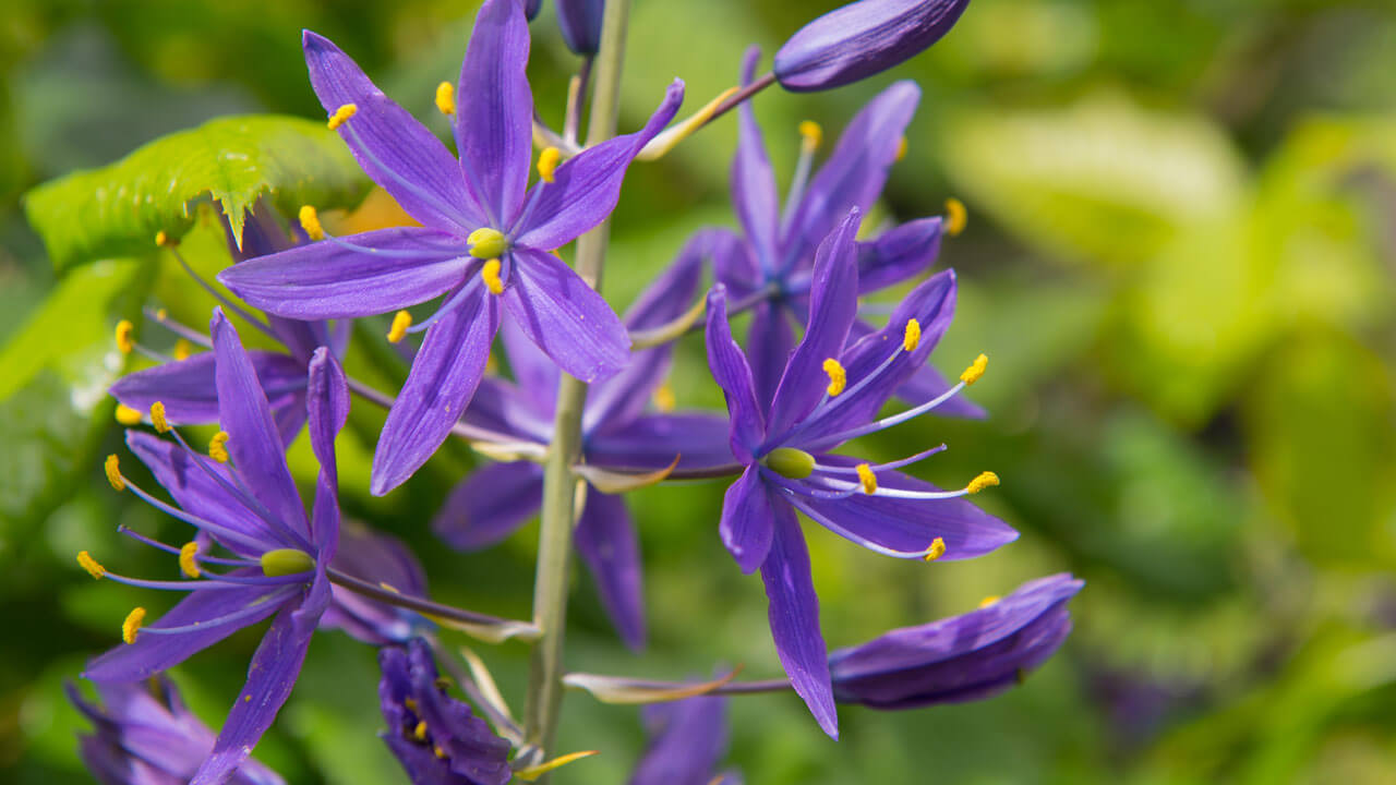 home-camas-fields Mission Street Parks Conservancy - Camas - Lorem Ipsim
