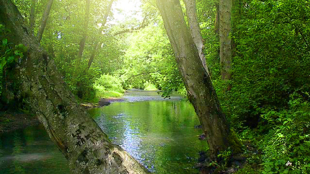 home-pringle-creek-riparian-area A creek