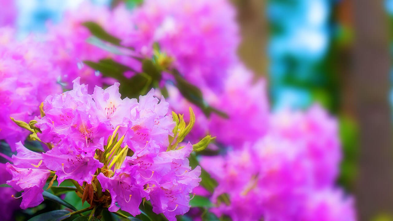 home-rhododendron-hillside A purple and yellow flower