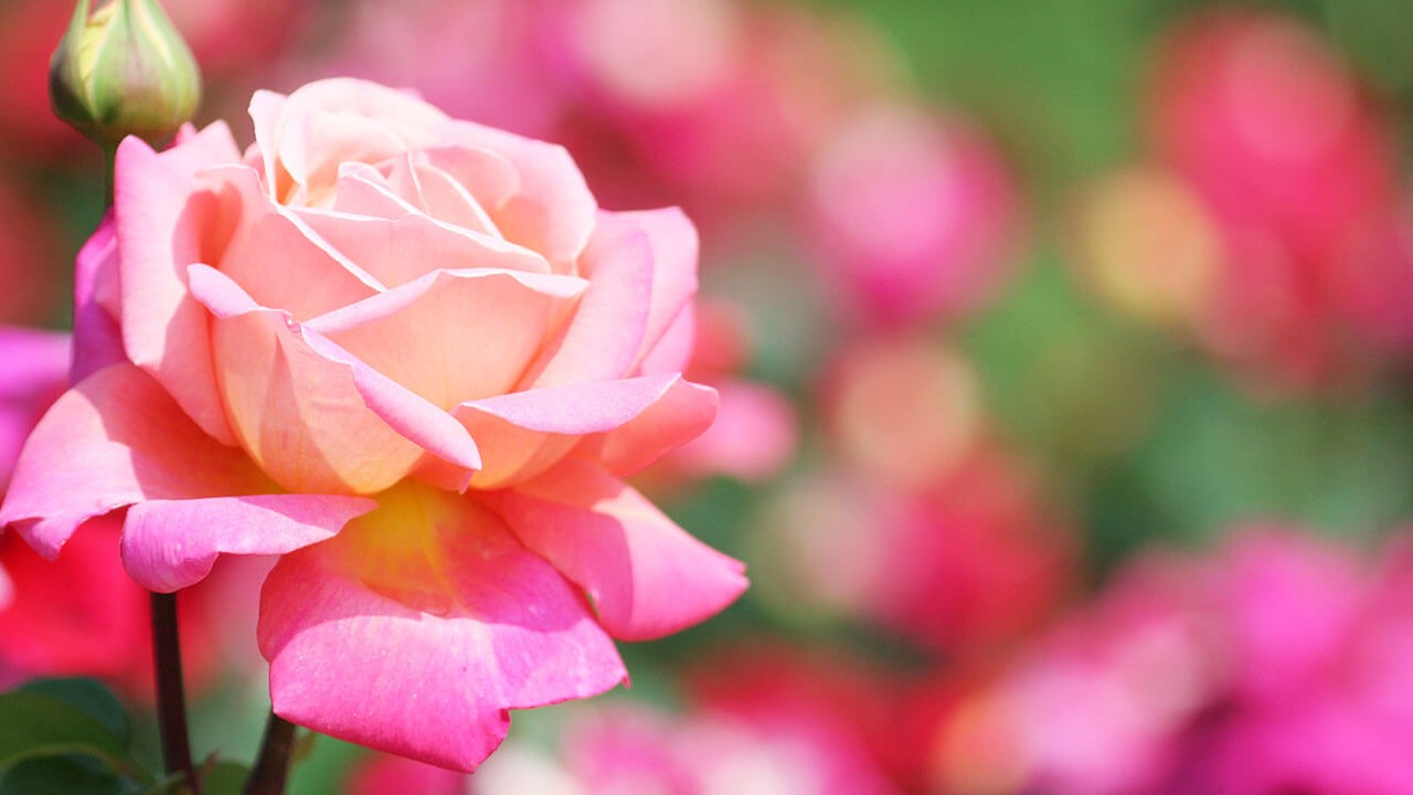 home-rose-garden A garden of pink rose