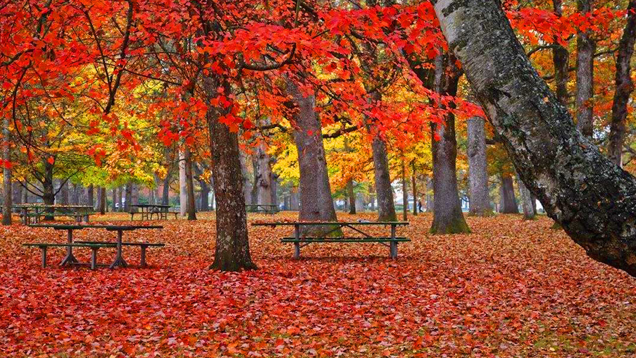 home-trails-picnicking-and-playgrounds A public park during autumn