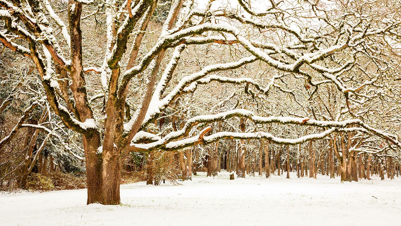 home-white-oak-groves A public space covered in snow