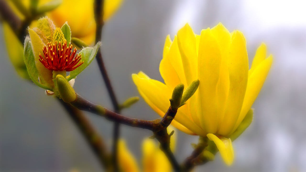 Flowering tree collection