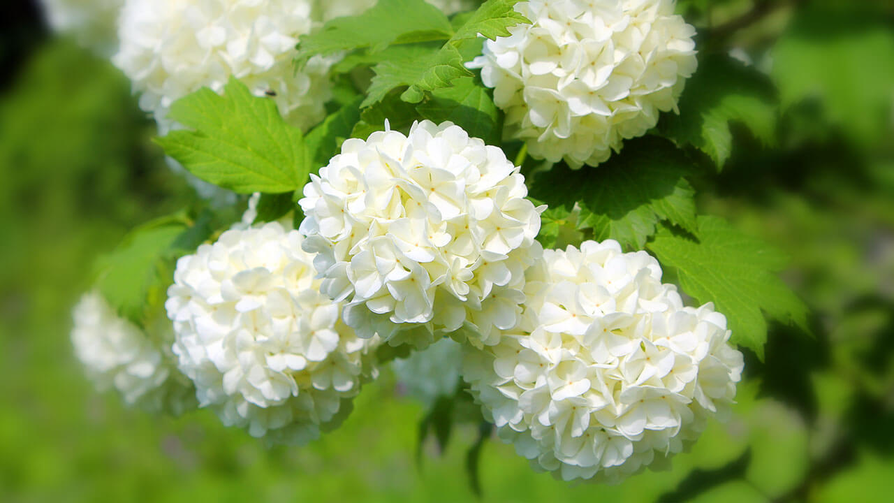 Shrubs and flowers