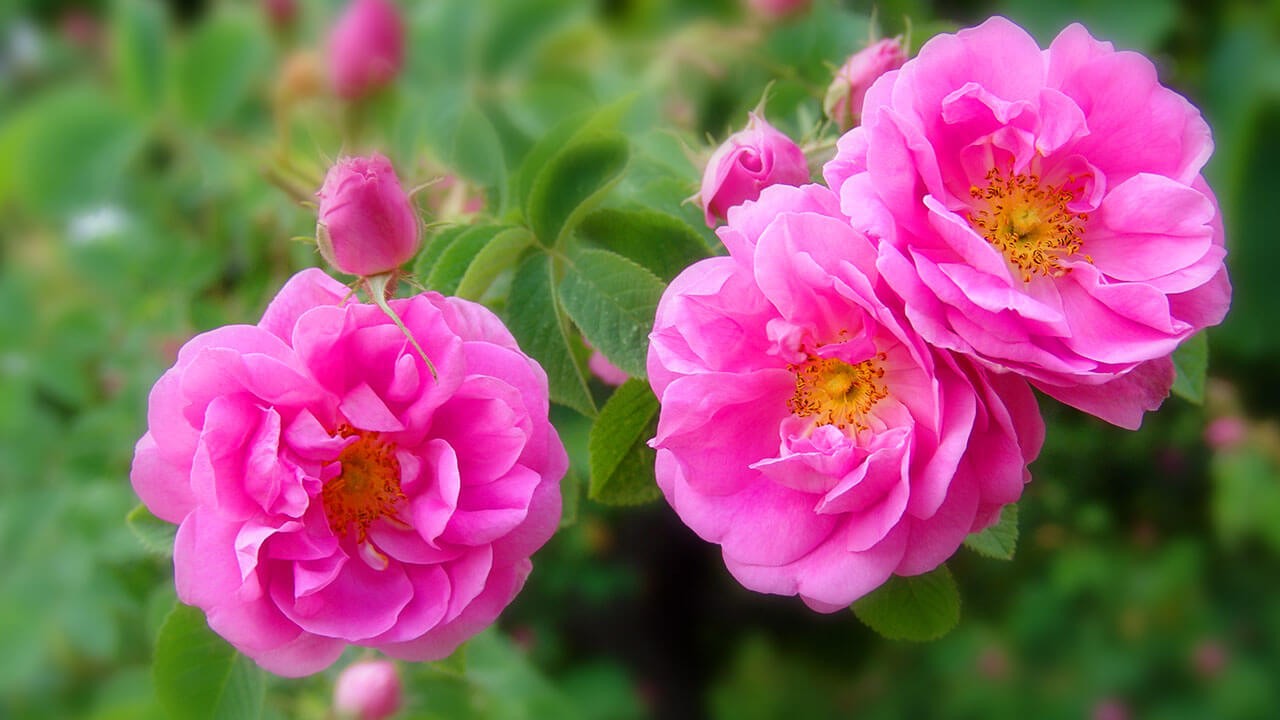Old roses