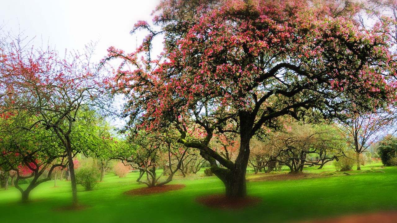 Trees in a park